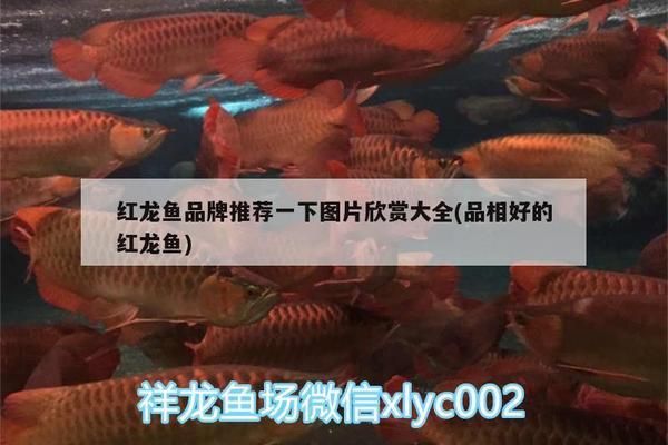 红龙鱼品牌推荐知乎文章怎么写的好：红龙鱼品牌推荐的知乎文章写作思路 红龙鱼百科 第1张