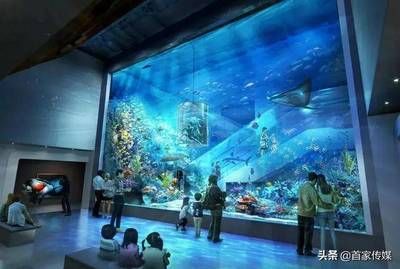 毫州水族馆：亳州旅游攻略 全国观赏鱼市场 第2张