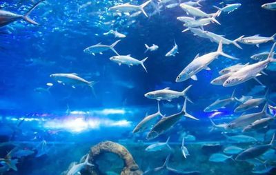 毫州水族馆：亳州旅游攻略 全国观赏鱼市场 第1张