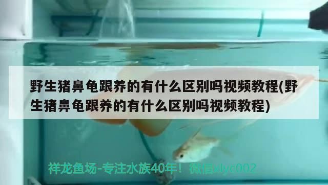 猪鼻龟好养吗怎么养视频教程：猪鼻龟怎么养饲养猪鼻龟的5大注意事项 猪鼻龟百科 第1张