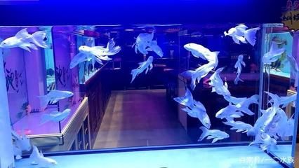 北京水族批发市场：北京哪里有观赏鱼市场 全国观赏鱼市场 第2张