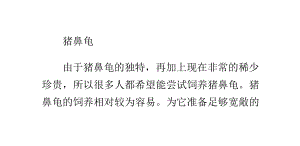 猪鼻龟认识主人吗视频教程下载：猪鼻龟认识主人吗 猪鼻龟百科 第3张