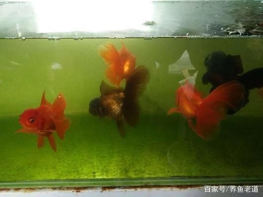 红龙鱼为什么黄皮不吃：红龙鱼为什么会被黄皮吃掉？ 水族问答 第2张