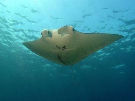 银川水族馆：中国宁夏银川水族馆程之成水族馆程之成水族馆开放时间 全国观赏鱼市场 第4张