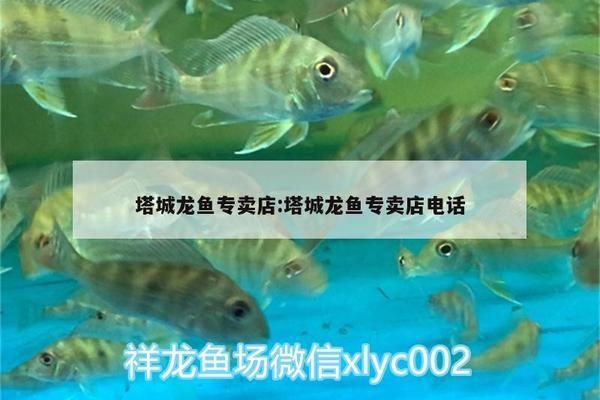 辽源龙鱼专卖店：辽源龙鱼专卖店怎么样