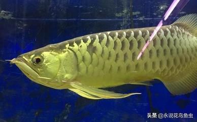 红龙鱼喂金蛙好吗：关于红龙鱼喂食金蛙的疑问 水族问答 第4张