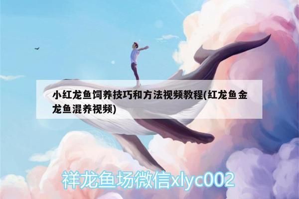 红龙鱼喂小金鱼好吗：关于红龙鱼喂小金鱼的详细分析 红龙鱼百科 第4张