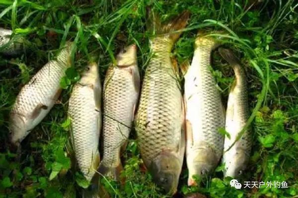 红龙鱼喂泥鳅好吗：红龙鱼和泥鳅能一起喂食吗， 水族问答 第1张