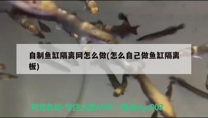 鱼缸隔离最简单的办法：自制鱼缸隔离装置的方法 鱼缸百科 第3张