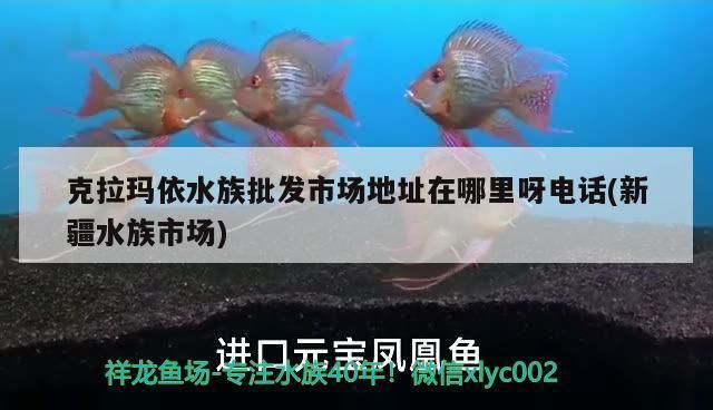 克拉玛依水族批发市场：克拉玛依观赏鱼市场 全国观赏鱼市场 第5张