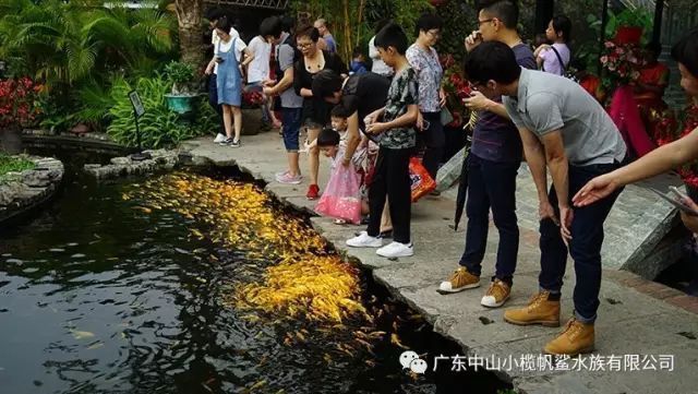 中山水族馆 全国观赏鱼市场 第2张