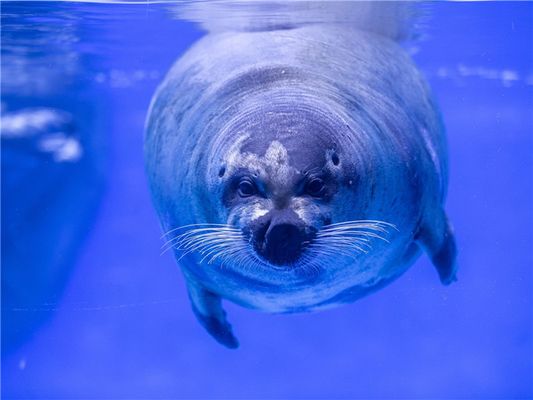 潍坊水族馆：山东省潍坊市潍城区西关爱博水族馆 全国观赏鱼市场 第8张