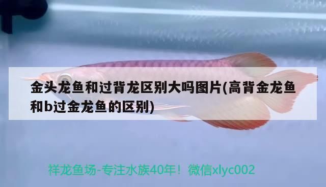 小金头过背金龙鱼识别：如何挑选优质小金头过背金龙鱼 金龙鱼百科 第4张