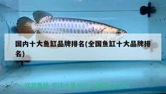 铁岭水族批发市场：辽宁省铁岭市哪里有批发市场？ 全国观赏鱼市场 第2张