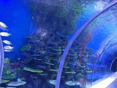 绵阳水族馆：绵阳水族馆绵阳水族馆绵阳水族馆绵阳水族馆 全国观赏鱼市场 第3张