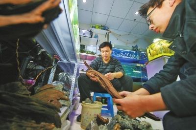 安阳水族批发市场：安阳水族批发市场如何找到安阳水族批发市场最新动态 全国观赏鱼市场 第1张