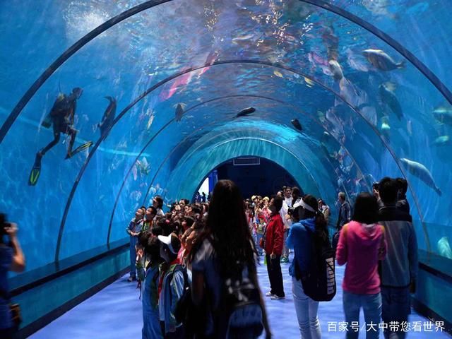 蓝天水族馆：广州库尔勒海蓝天水族馆),云浮花鸟鱼虫市场 全国观赏鱼市场 第2张