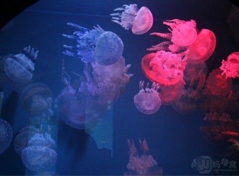 蓝天水族馆：广州库尔勒海蓝天水族馆),云浮花鸟鱼虫市场 全国观赏鱼市场 第1张