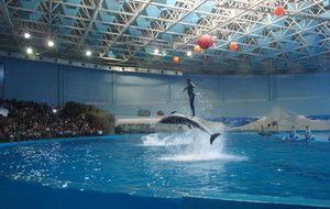 蓝天水族馆：广州库尔勒海蓝天水族馆),云浮花鸟鱼虫市场 全国观赏鱼市场 第6张