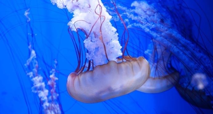 蓝天水族馆：广州库尔勒海蓝天水族馆),云浮花鸟鱼虫市场 全国观赏鱼市场 第7张