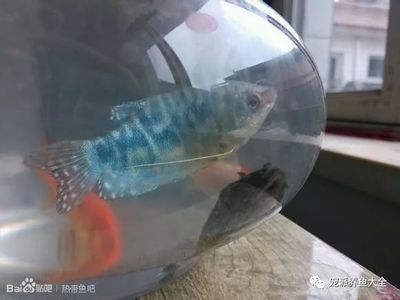 梦鱼缸的鱼死了：梦见鱼缸的鱼死了 鱼缸百科 第3张