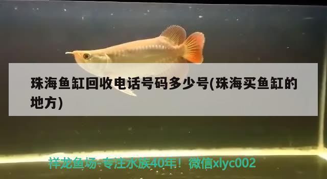 珠海鱼缸批发市场：珠海卖鱼缸的批发市场在哪里 全国观赏鱼市场 第1张