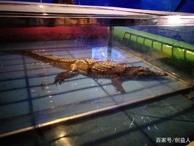 汕头水族馆：汕头华盛水族馆 全国观赏鱼市场 第2张