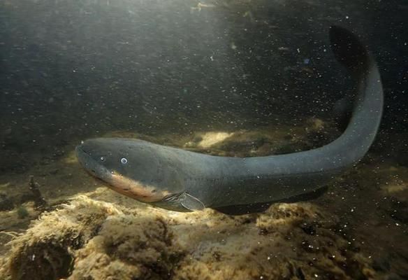 红龙鱼喂食量是多少克合适：关于红龙鱼喂食的问题 水族问答 第1张