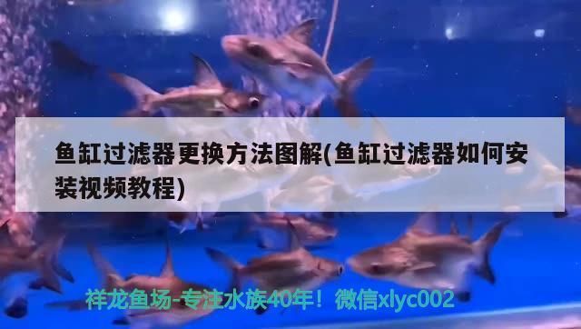 鱼缸过滤改造视频：如何改造鱼缸过滤系统 鱼缸百科 第3张