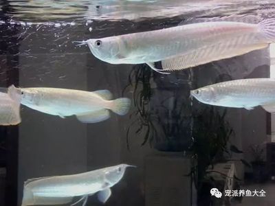 红龙鱼喂小鱼好不好：红龙鱼和小鱼的体型差距大不大， 水族问答 第2张