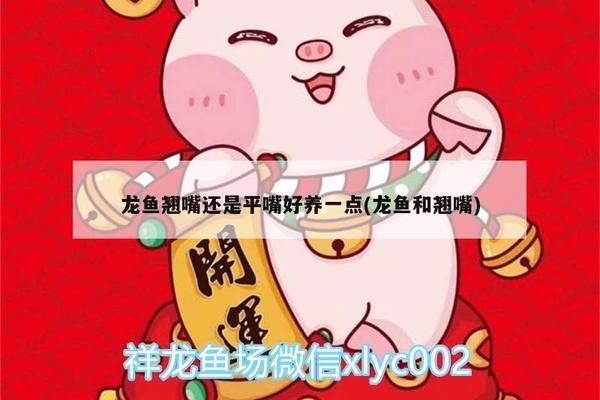 龙鱼翘嘴好不好养：龙鱼翘嘴养殖技术要点