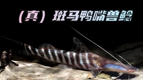 红龙鱼温度26度跳缸：红龙鱼适应新缸的温度是多少 水族问答 第1张