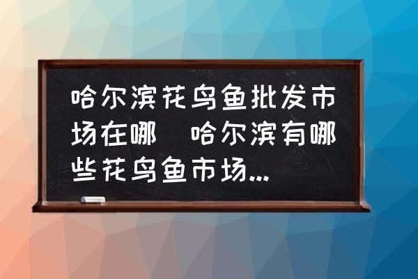 哈尔滨观赏鱼批发市场：哈尔滨哈尔滨观赏鱼市场 全国观赏鱼市场 第7张