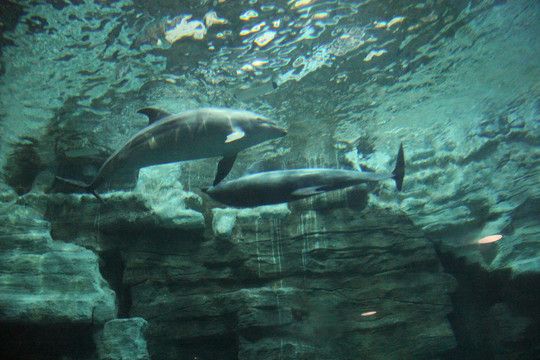 黄山水族馆