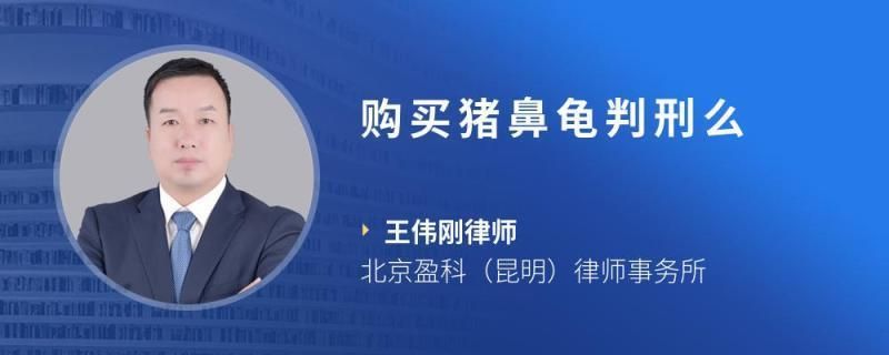 买一只猪鼻龟被判一年半了还能养吗：购买猪鼻龟涉嫌非法猎捕、杀害珍贵、濒危野生动物及其制品 猪鼻龟百科 第2张