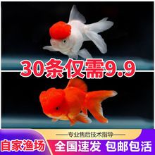 丽水水族批发市场 全国观赏鱼市场 第9张