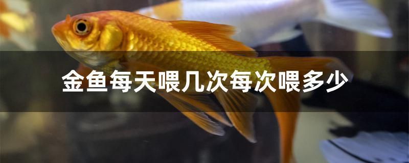 丽水水族批发市场 全国观赏鱼市场 第6张