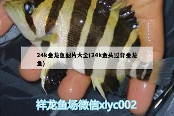 金头过背金龙鱼图片及价格：金头过背金龙鱼价格 金龙鱼百科 第4张