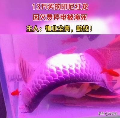 红龙鱼最佳养殖水温范围：关于红龙鱼最佳养殖水温范围的详细信息 龙鱼百科 第1张