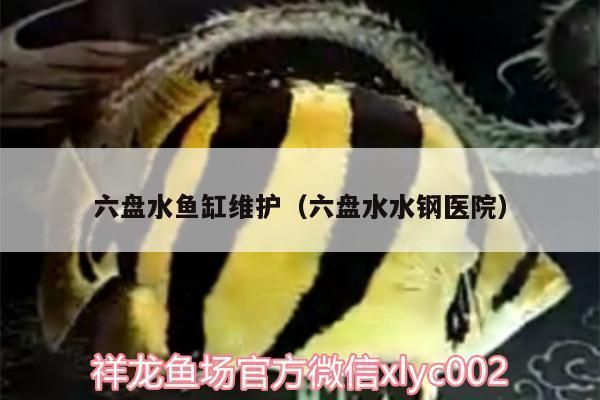 六盘水鱼缸批发市场：六盘水六盘水水族批发市场 全国观赏鱼市场 第7张