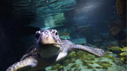 石家庄水族馆：石家庄海洋馆名单 全国观赏鱼市场 第1张