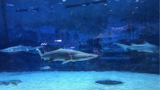 石家庄水族馆：石家庄海洋馆名单 全国观赏鱼市场 第2张