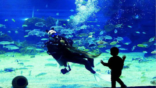 石家庄水族馆：石家庄海洋馆名单 全国观赏鱼市场 第3张