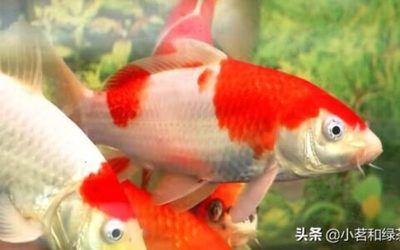 红龙鱼象征什么意思：红龙鱼的象征意义 水族问答 第1张