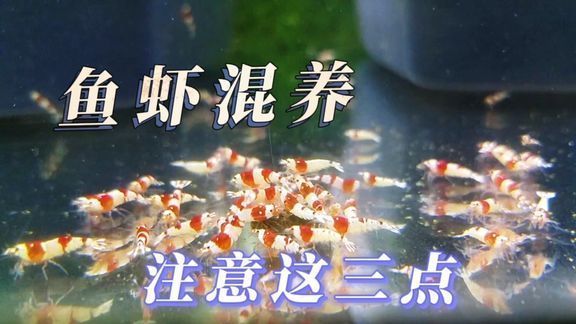 红龙鱼小时候什么样的：关于红龙鱼幼崽的问题 水族问答 第1张