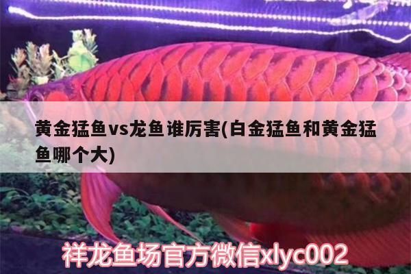 江门观赏鱼批发市场：江门观赏鱼市场 全国观赏鱼市场 第11张