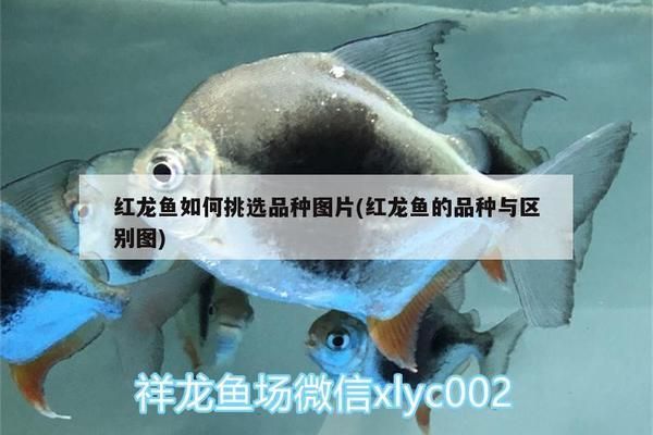 怎么选择红龙鱼：印尼红龙鱼选购技巧印尼红龙鱼日常饲料选购技巧 红龙鱼百科 第5张