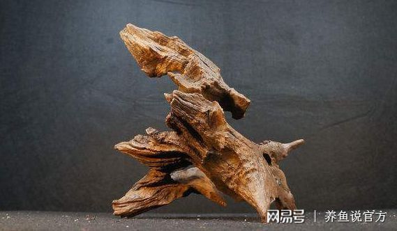 龙眼木放鱼缸最简单处理方法：龙眼木放鱼缸处理方法 鱼缸百科 第4张