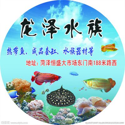 菏泽水族批发市场：菏泽水族批发市场在哪里(菏泽水族批发市场在哪里 全国观赏鱼市场 第2张