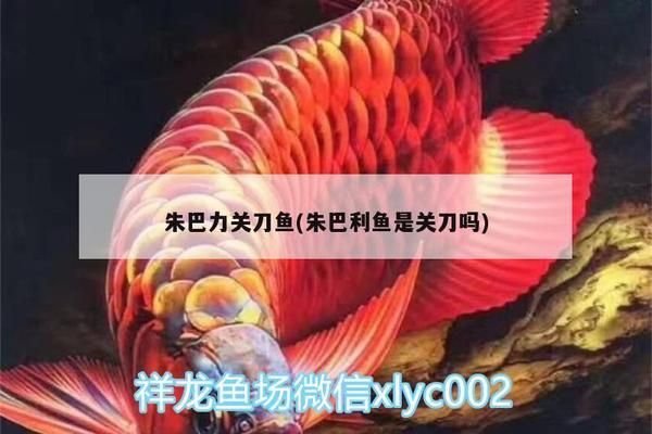 红龙鱼颜色变黑了还能活吗：关于红龙鱼颜色变黑的问题 水族问答 第1张